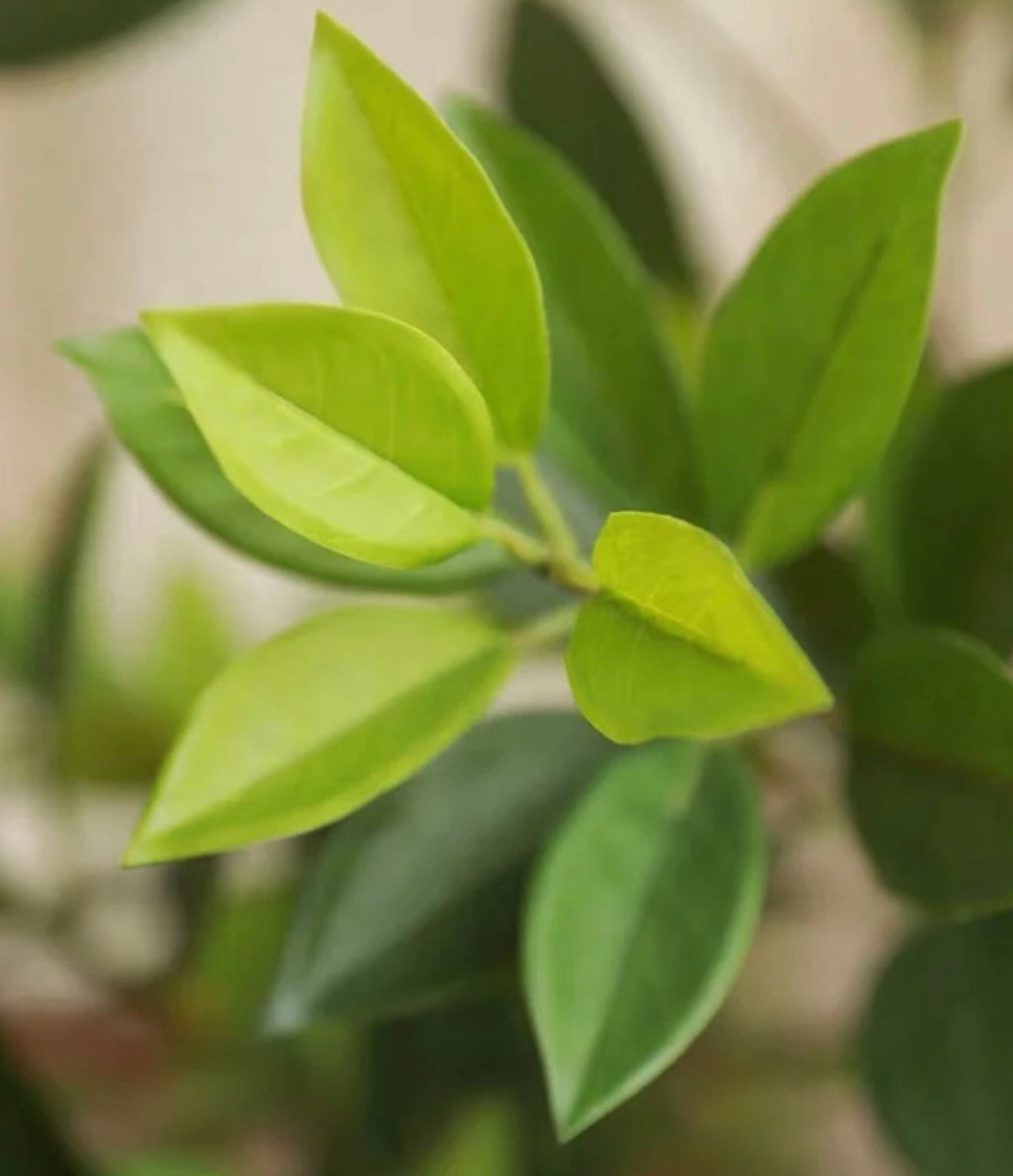 Artificial Bay Leaf Stems - Bundle of 4 in - Florals photo