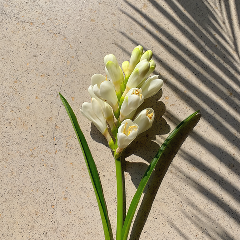Ua Hawaii Kupaloke Tuberose Scented Candle in - Candle photo
