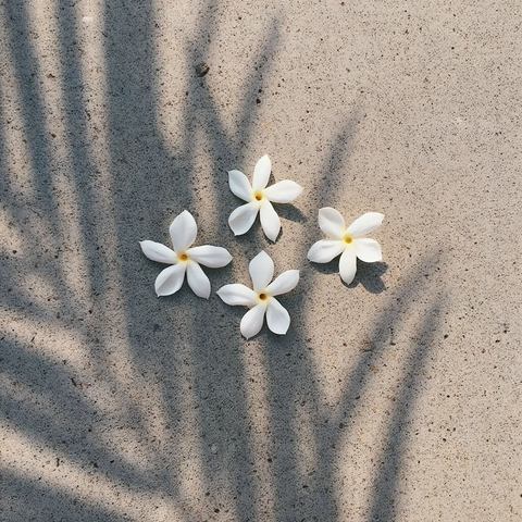 Pikake Jasmine Scented Candle