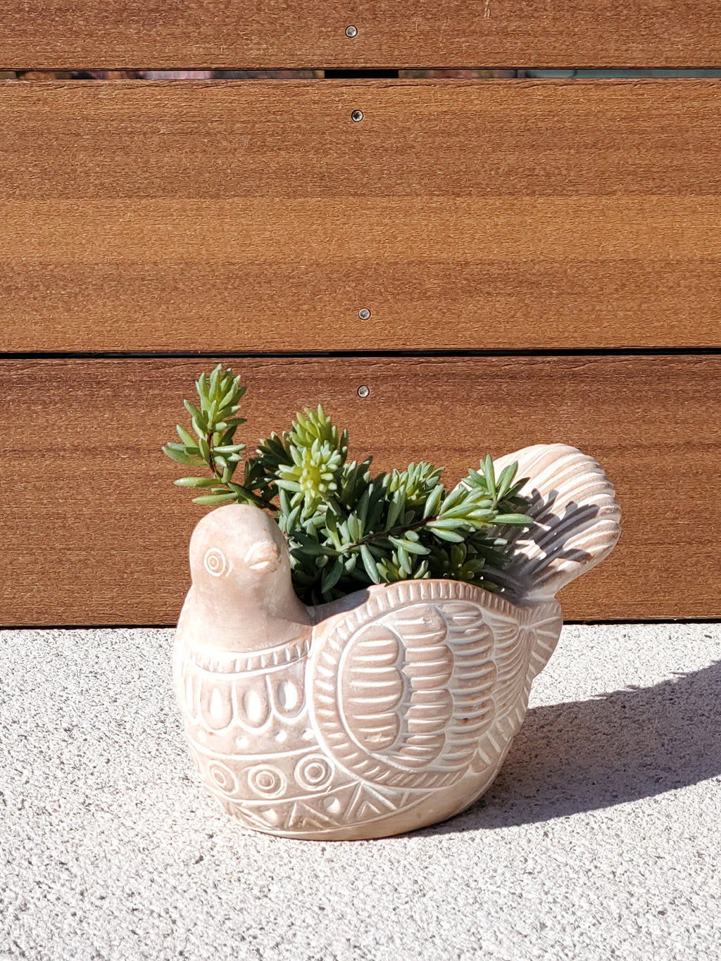 Terracotta Pot - Turtle Dove in - PLANT DECOR photo