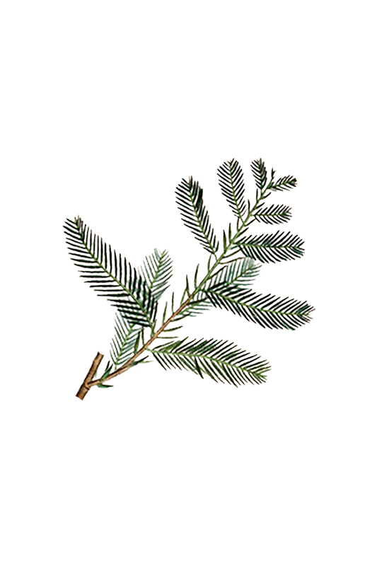 Cypress Essential Oil -
