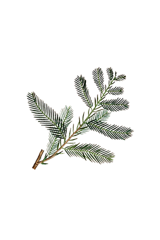 Cypress Essential Oil