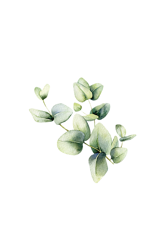 Eucalyptus Essential Oil -