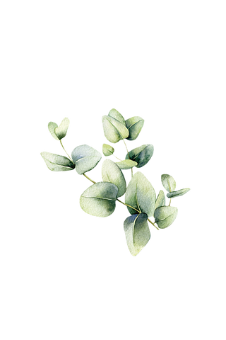 Eucalyptus Essential Oil