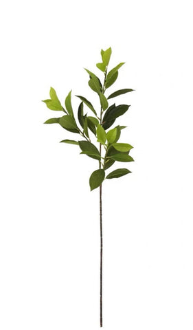 Artificial Bay Leaf Stems - Bundle of 4 in Bundle of 4 Stems - Florals photo