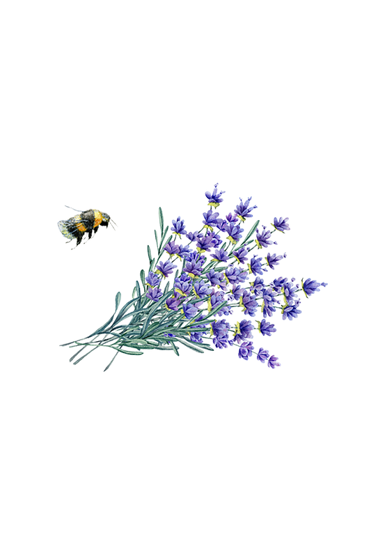 Lavender Essential Oil -