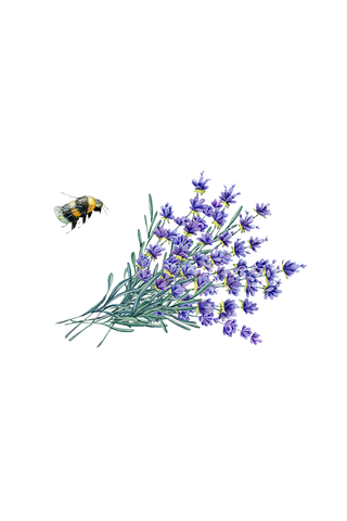 Lavender Essential Oil