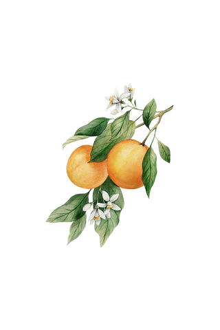Orange Essential Oil
