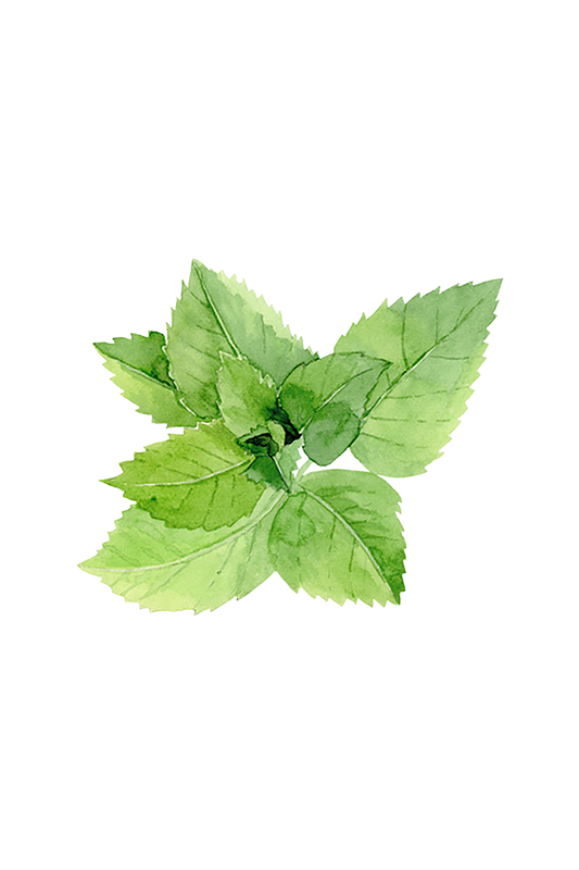 Peppermint Essential Oil -