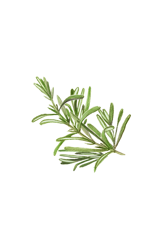 Rosemary Essential Oil -