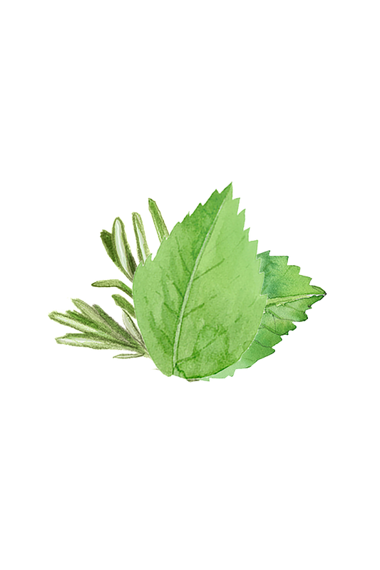 Rosemary & Mint Essential Oil Blend -
