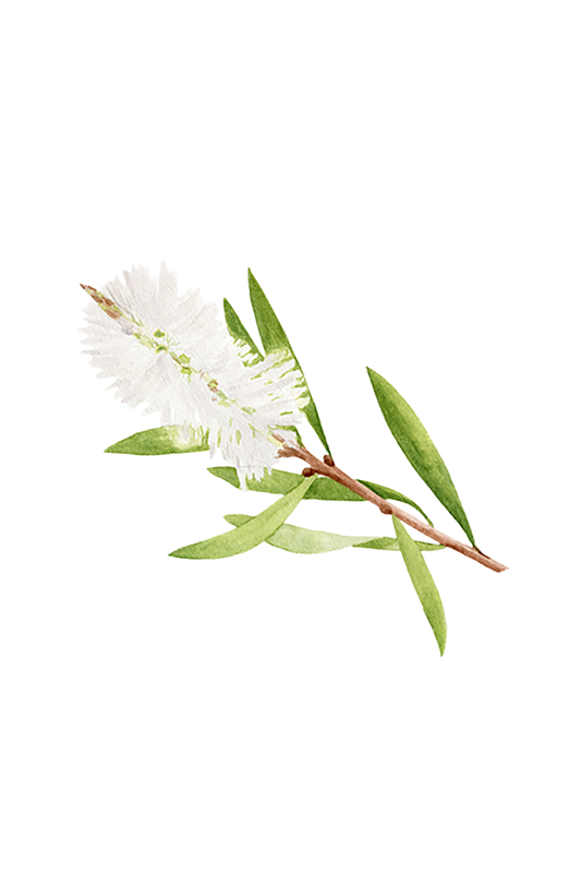 Tea Tree Essential Oil -