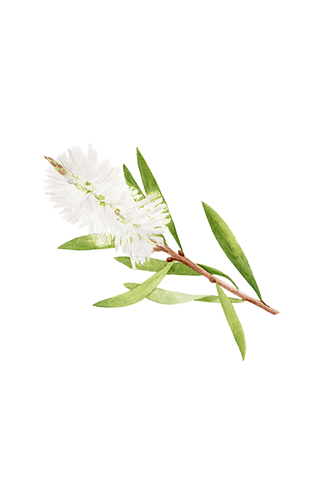 Tea Tree Essential Oil